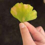 ヒメ日記 2025/11/10 18:02 投稿 なほ 花火-hanabi-(すすきの)