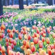 ヒメ日記 2025/05/16 16:12 投稿 谷村(たにむら) 八王子人妻城