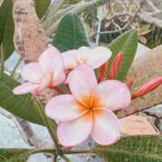 ヒメ日記 2025/07/04 14:33 投稿 谷村(たにむら) 八王子人妻城