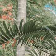 ヒメ日記 2025/07/14 08:33 投稿 谷村(たにむら) 八王子人妻城