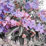 ヒメ日記 2025/07/14 15:45 投稿 谷村(たにむら) 八王子人妻城