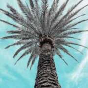 ヒメ日記 2025/08/13 08:15 投稿 谷村(たにむら) 八王子人妻城