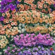 ヒメ日記 2025/08/20 09:27 投稿 谷村(たにむら) 八王子人妻城