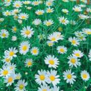 ヒメ日記 2025/09/17 15:33 投稿 谷村(たにむら) 八王子人妻城