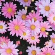 ヒメ日記 2025/10/14 14:48 投稿 谷村(たにむら) 八王子人妻城