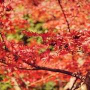 ヒメ日記 2025/11/07 08:03 投稿 谷村(たにむら) 八王子人妻城