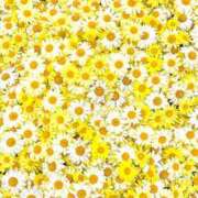 ヒメ日記 2026/01/30 14:33 投稿 谷村(たにむら) 八王子人妻城