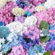 ヒメ日記 2026/02/24 15:18 投稿 谷村(たにむら) 八王子人妻城