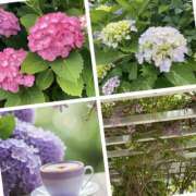 ヒメ日記 2025/06/10 12:16 投稿 あいら 尼崎人妻援護会