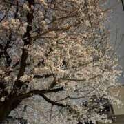 ヒメ日記 2026/03/30 18:37 投稿 ゆず(ゆず) ロケットワイフ