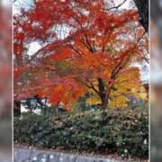 ヒメ日記 2024/12/19 12:36 投稿 西谷 熟女の風俗最終章 新横浜店