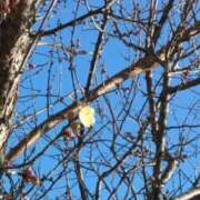 ヒメ日記 2025/02/04 18:36 投稿 西谷 熟女の風俗最終章 新横浜店