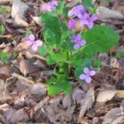 ヒメ日記 2025/03/08 11:46 投稿 西谷 熟女の風俗最終章 新横浜店