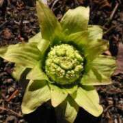 ヒメ日記 2025/03/11 09:46 投稿 西谷 熟女の風俗最終章 新横浜店