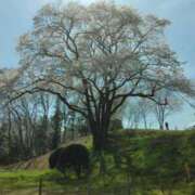 ヒメ日記 2025/03/12 18:16 投稿 西谷 熟女の風俗最終章 新横浜店