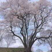 ヒメ日記 2025/04/01 20:21 投稿 西谷 熟女の風俗最終章 新横浜店