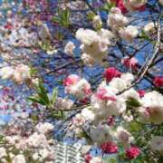 ヒメ日記 2025/04/11 17:38 投稿 西谷 熟女の風俗最終章 新横浜店