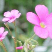 ヒメ日記 2025/05/28 15:26 投稿 西谷 熟女の風俗最終章 新横浜店