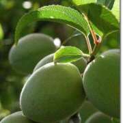 ヒメ日記 2025/06/08 13:13 投稿 西谷 熟女の風俗最終章 新横浜店