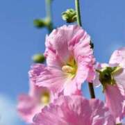 ヒメ日記 2025/06/12 15:06 投稿 西谷 熟女の風俗最終章 新横浜店