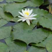 ヒメ日記 2025/06/15 21:06 投稿 西谷 熟女の風俗最終章 新横浜店