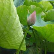 ヒメ日記 2025/06/17 07:50 投稿 西谷 熟女の風俗最終章 新横浜店