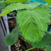 ヒメ日記 2025/06/20 12:56 投稿 西谷 熟女の風俗最終章 新横浜店