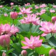 ヒメ日記 2025/06/24 15:26 投稿 西谷 熟女の風俗最終章 新横浜店