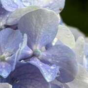 ヒメ日記 2025/06/25 08:56 投稿 西谷 熟女の風俗最終章 新横浜店