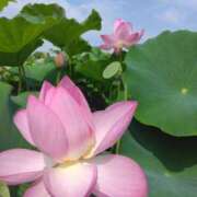 ヒメ日記 2025/07/07 11:26 投稿 西谷 熟女の風俗最終章 新横浜店