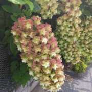 ヒメ日記 2025/07/08 11:56 投稿 西谷 熟女の風俗最終章 新横浜店