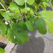 ヒメ日記 2025/07/29 15:38 投稿 西谷 熟女の風俗最終章 新横浜店