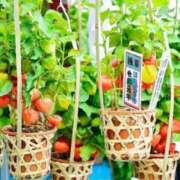 ヒメ日記 2025/08/01 12:56 投稿 西谷 熟女の風俗最終章 新横浜店