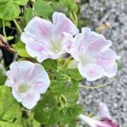 ヒメ日記 2025/09/10 22:46 投稿 西谷 熟女の風俗最終章 新横浜店