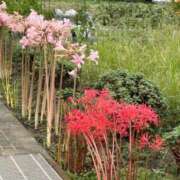 ヒメ日記 2025/09/18 20:56 投稿 西谷 熟女の風俗最終章 新横浜店