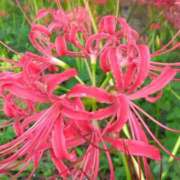 ヒメ日記 2025/10/01 08:26 投稿 西谷 熟女の風俗最終章 新横浜店