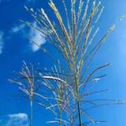 ヒメ日記 2025/10/07 15:36 投稿 西谷 熟女の風俗最終章 新横浜店