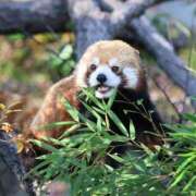 西谷 熊蟄穴 熟女の風俗最終章 新横浜店