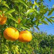 西谷 この季節になりました 熟女の風俗最終章 新横浜店