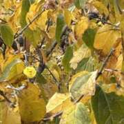 ヒメ日記 2025/12/22 19:45 投稿 西谷 熟女の風俗最終章 新横浜店