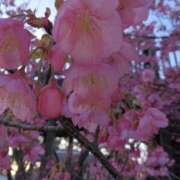 西谷 日本一はやい 熟女の風俗最終章 新横浜店