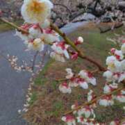 西谷 もうすぐ金曜日 熟女の風俗最終章 新横浜店