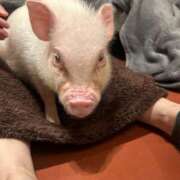 まき 今日います♡ 品川ミセスアロマ（ユメオト）