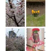 ヒメ日記 2025/04/12 18:05 投稿 こはる 熟女総本店 堺東店