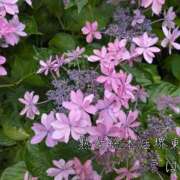 ヒメ日記 2025/06/13 08:30 投稿 こはる 熟女総本店 堺東店