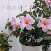 ヒメ日記 2025/06/27 08:30 投稿 こはる 熟女総本店 堺東店