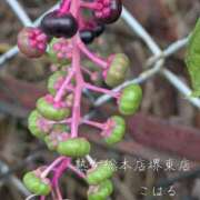 ヒメ日記 2025/11/05 12:59 投稿 こはる 熟女総本店 堺東店