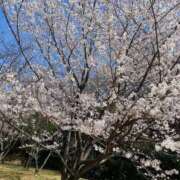 ヒメ日記 2025/04/08 23:34 投稿 いちか チューリップ福井別館