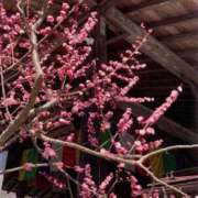 ヒメ日記 2025/03/29 10:14 投稿 赤井志保 五十路マダム 浜松店(カサブランカグループ)