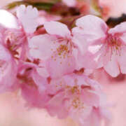 ヒメ日記 2025/04/02 07:40 投稿 なお ファンタジー福島店～福島でデリヘルもメンズエステも楽しめる素敵なお店～